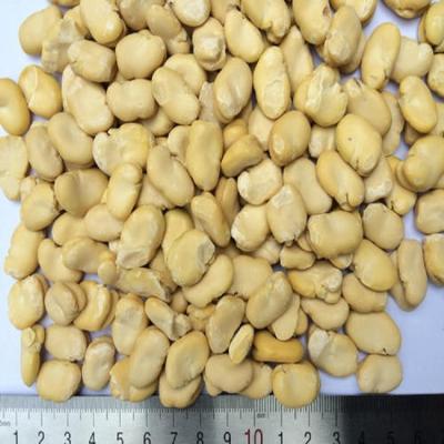 China Dried Chinese Peeled Broad Beans For Sale for sale