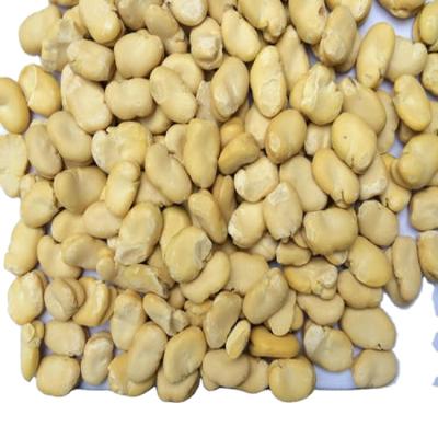 China New Culture Dried Broad Beans With Competitive Price Peeled Broad Beans for sale