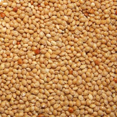 China Aminal's newest feed crop red millet in pod bird feed for sale