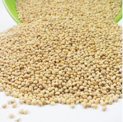 China Grain Yellow Slimy Broomcorn Millet for Bird Food for sale