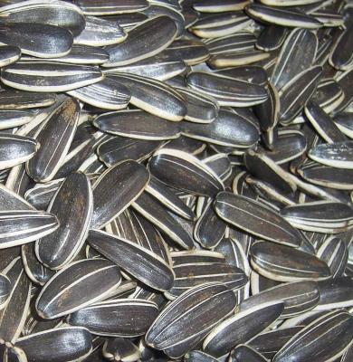 China Different type fresh new crop sunflower seeds 601 for sale