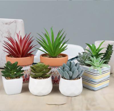 China Home Indoor Home Decor Office Decoration Succulent Artificial Plants Assorted Succulents Plants Live With Planter Pot for sale