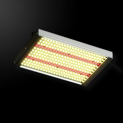 China Seed Starting WIN LIGHT 100W/200W/300W Indoor Plant For Growing Full Spectrum Led Strip Light Commercial Led Grow Light From China for sale