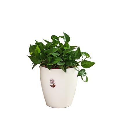 China Modern Novelty AROUND Plastic Large Garden Planter Indoor Outdoor Flower Pots for sale