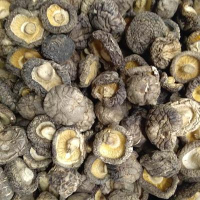 China Beautiful appearance factory sell dry shiitake mushroom per 2-6cm for sale