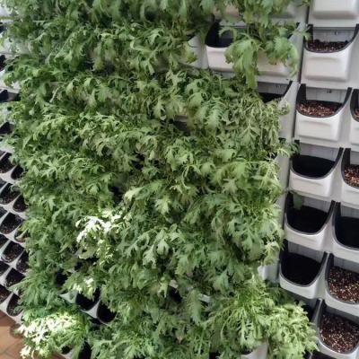 China Real planter home vertical planting vertical wall indoor hydroponic garden self watering balcony/gardens/greenwall for sale