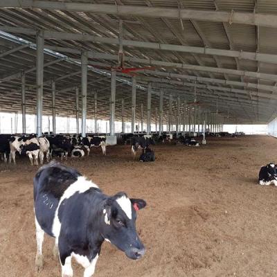 China Farm Steel Structure Modular Prefab Cow Shed Project In Uruguay for sale