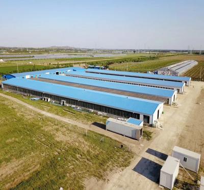 China Chicken Farm House Steel Structure Design Industrial Poultry Farm Shed Poultry Farm Poultry House for sale