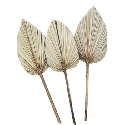 China Hot Selling Eternal Life Flowers and Plants Wedding Decoration Dried Palm Leaves Cattail Leaf Fan for sale