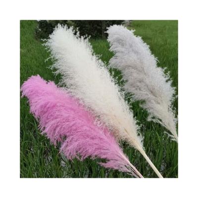 China Party Decorations Wholesale Natural Dried Flowers Reed Decorate The Pampas Grass for sale