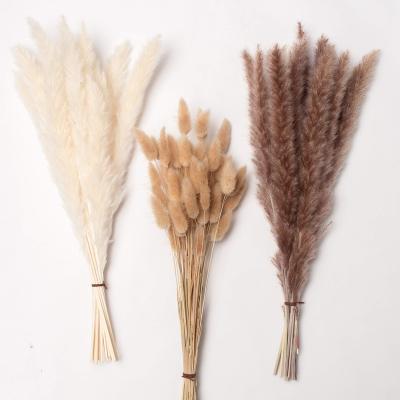 China Natural touch natural dry pampas grass for home decor and design layouts short pampas grass with small fluffy pampas grass for sale