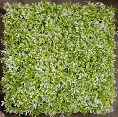 China Artificial Wall Grass PE Material Customizable For Dust And Dirt Prevention In Indoor And Outdoor Spaces for sale