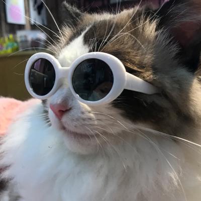 China 2021 fashion sunglasses hot sales multi colors cute pet Cat Sunglasses Dog Sunscreen pet accessories for sale