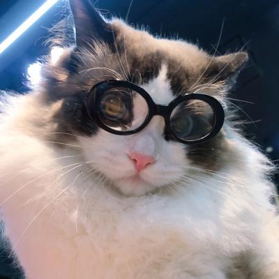 China Retro Fashion Sunglasses Metal Sunglasses Circular Sun Protection Lenses Available In Many Colors Pet Cat Dog Glasses Accessories for sale