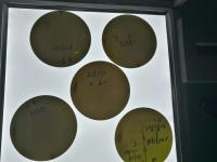 China Oblea del carburo de silicio de 3 pulgadas, sic características transitorias excelentes del substrato en venta