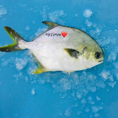 China Good Quality Low-CARB Pompano New Season Frozen Golden Pompanos for sale