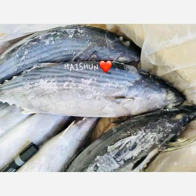 China Tuna For Export High Quality Low Fat Frozen Sea Fish Whole Round Bonito for sale