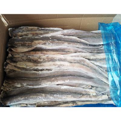 China Fish Nutritious Direct Whole Frozen Eel Factory Sea Eel Fresh Frozen Fish Fillet for sale