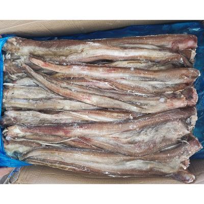 China Supplier Good Quality Nutritious Fresh Bulk Eel Frozen Fish Frozen Sea Eel Fish for sale