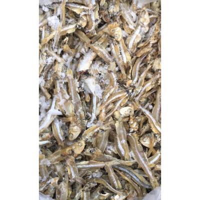 China 2020 Nutritious Dried Fish With High Quality And Reasonable Price Bulk Dried Anchovies for sale