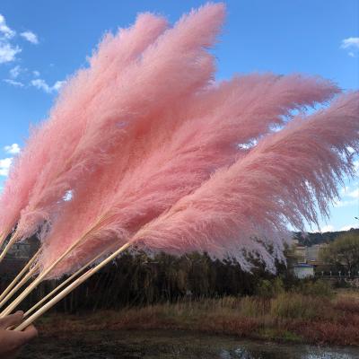 China Wholesale Hot Selling Festival Amazon Flowers Pampass Fluffy Grass Dried Flower Decorative Natural Dried Decor for sale