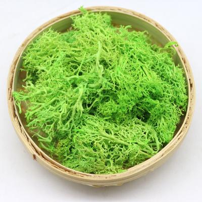 China Wall decoration wholesale real everlasting flower used for interior decoration preserved moss for sale