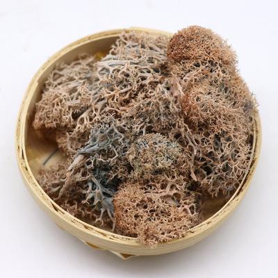 China Wall Decoration Factory Wholesale Preserved Dry Sphagnum Moss Real Natural Stabilized Reindeer Preserved Dry Moss for sale