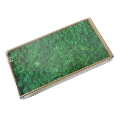 China April Fool's Day Wholesale Indoor Decorative Natural Green Materials Preserved Moss for sale