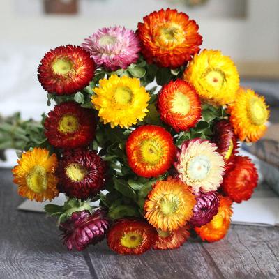 China Wholesale Good Quality Christmas Daisy Dried Flower Straw Colorful Chrysanthemum Pressed Dry Flower For Indoor Decoration for sale