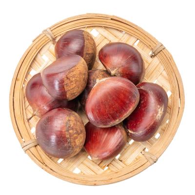 China New China Fresh Hot Halal Culture Certificate Selling Chestnut for sale