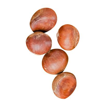 China New Fresh Fresh Chest Nuts For Sale With Low Price Buy Bulk Horse Chestnuts for sale