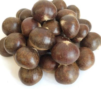 China Sweet Taste Edible Chestnuts Fresh Chestnut Kosher for sale