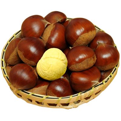 China Dandong Fresh Chestnut Factory Fresh Chinese Large Chestnuts for sale