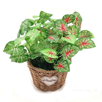 China Popular The hot simulated plant wall decoration Evergreens in 2022 for sale