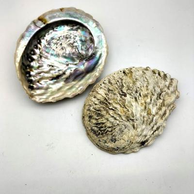 China China Cleared Natural Raw Abalone Shell Paua Seashell 11-13cm For DIY Decoration In Stock for sale