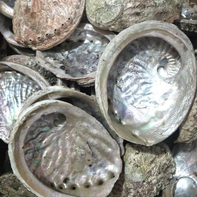 China China Very Cheap Cleared Craft Wholesale B Grade Natural Sea Abalone Raw Seashell 11-12cm For DIY Decoration for sale