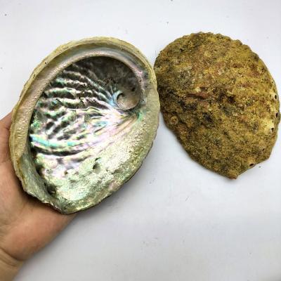 China China Wholesale 16-17cm Big Size Natural Raw Seashell Abalone Clear Sea Shell For Home Decoration In Stock for sale