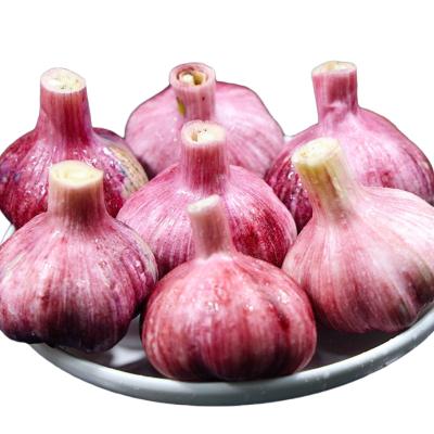 China China Fresh Exports Bulk Garlic Skin Fresh Purple Garlic Naturally Grown Fresh Vegetables Wholesale for sale