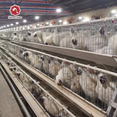 China Commercial Chicken Feeding Battery Chicken Cage System A And H Type In Poultry for sale