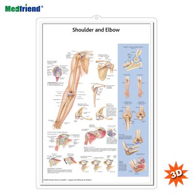 China PVC Material Authorized Educational Plastic Medical Anatomical Chart /3D Wall Poster - Shoulder & Elbow for sale