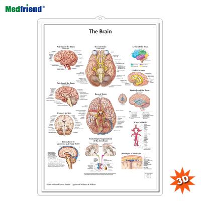 China PVC Material Authorized Educational Plastic Medical Anatomical Chart /Poster - 3D Wall Brain Anatomical Chart for sale