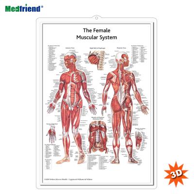 China PVC Material Authorized Educational Plastic Medical Anatomical Chart /Poster - 3D Wall Female Muscular System for sale