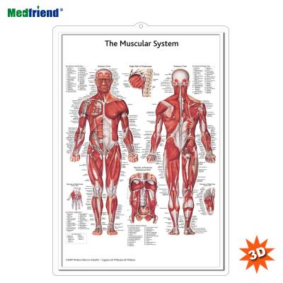 China PVC Material Authorized Educational Plastic Medical Anatomical Chart /Poster - 3D Wall Muscular System for sale