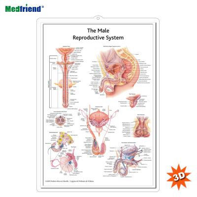 China PVC Material Authorized Educational Plastic Medical Anatomical Chart /Poster - 3D Wall Male Reproductive System for sale