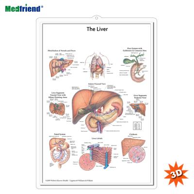 China PVC Material Authorized Educational Plastic Medical Anatomical Chart /Poster - 3D Wall Liver for sale