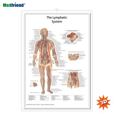 China PVC Material Authorized Educational Plastic Medical Anatomical Chart /Poster - Your 3D Wall Lymphatic System for sale