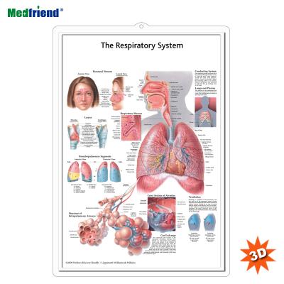 China PVC Material Authorized Educational Plastic Medical Anatomical Chart /Poster - 3D Wall Respiratory System for sale