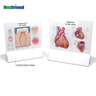 China Desk anatomical chart and PVC calendar with base - subject: the heart, many designs available for sale