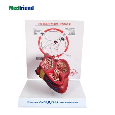 China Patients Care Demonstration Factory Price Canine Heart With Heartworm Parasite Anatomical Model for sale