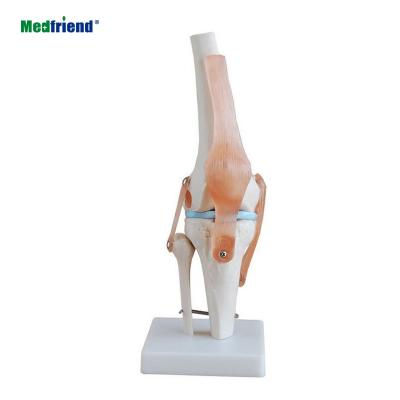 China Patients Care Demonstration Factory Price Life Size Kne Joint Model With Ligaments for sale